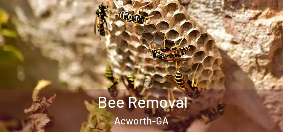 Bee Removal Acworth-GA