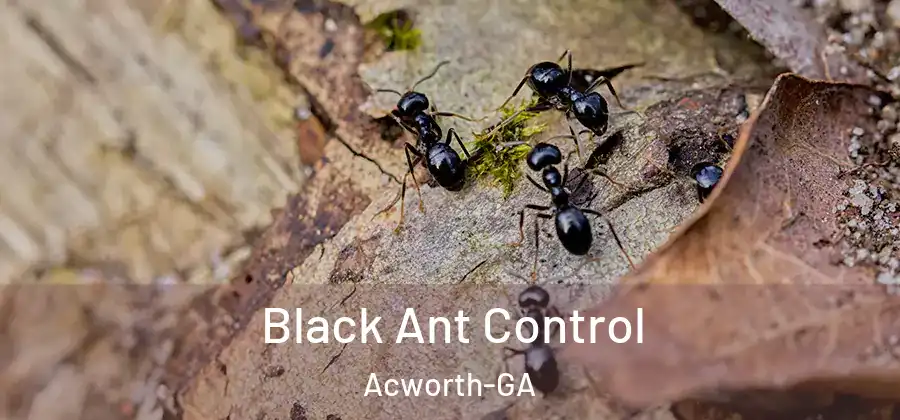 Black Ant Control Acworth-GA