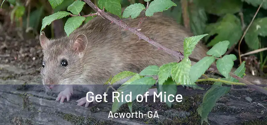  Get Rid of Mice Acworth-GA
