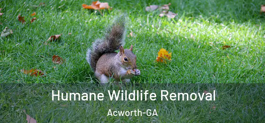 Humane Wildlife Removal Acworth-GA