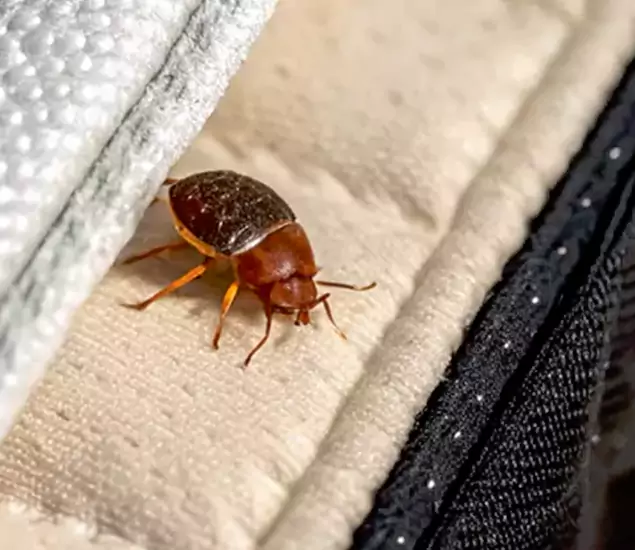 Trusted Bed Bug Prevention Specialists in Acworth, GA