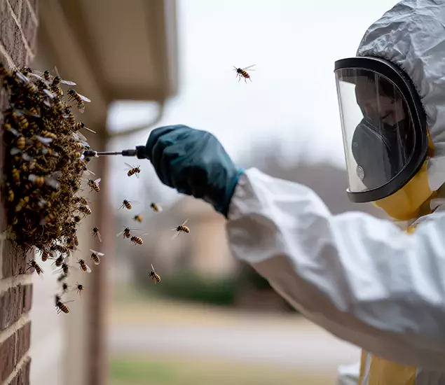 Your Bee Removal Company in Acworth, GA