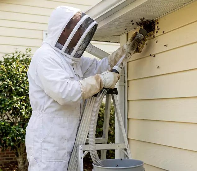 Your Affordable Bee Removal Company in Acworth, GA