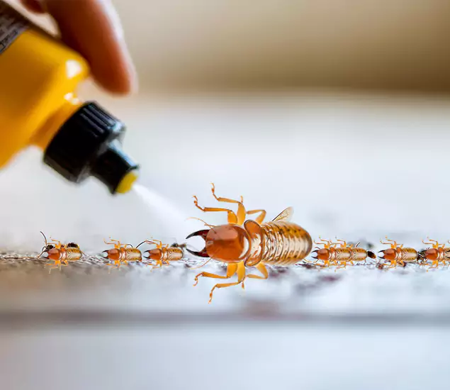 Reliable Bora Care Termite Experts in Acworth, GA