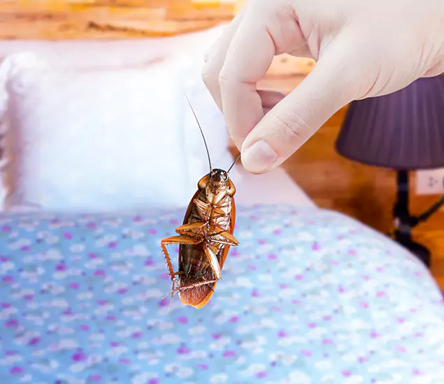 Expert Roach Control Services: Your Cockroach Pest Control in Acworth, GA