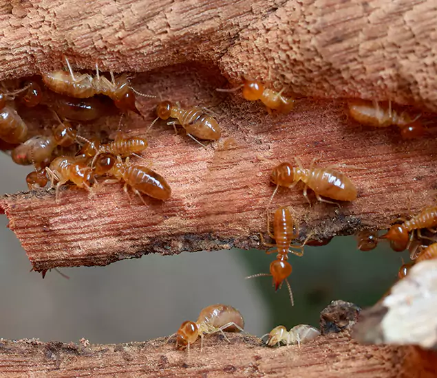 About Our Drywood Termite Treatment Experts in Acworth, GA