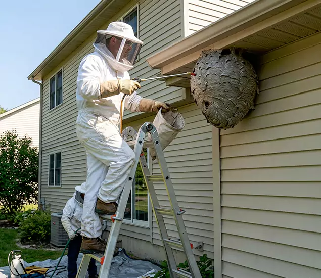 Expert Wasp Nest Removal: Your Local Wasp Nest Removal Company in Acworth, GA