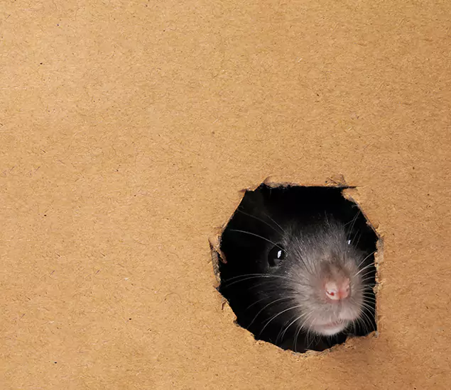 Rats in Attic Removal Experts in Acworth, GA