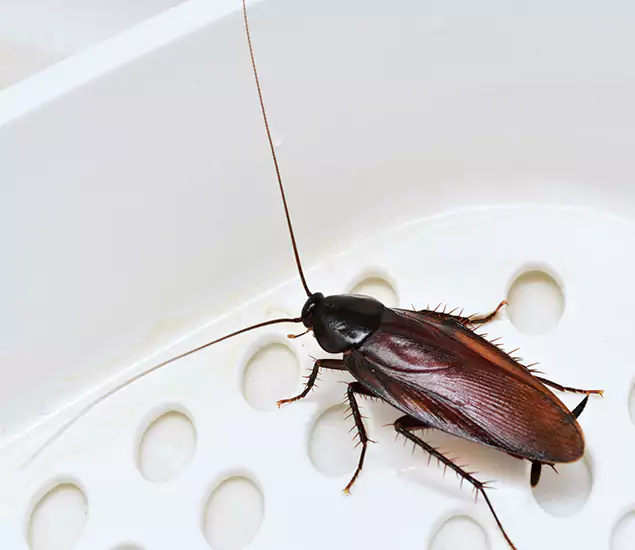 Trusted Cockroach Exterminator: Your Roach Control Services in Acworth, GA