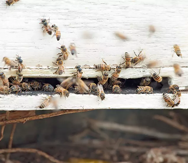 Trusted Termite Exterminator Experts You Can Rely On in Acworth, GA