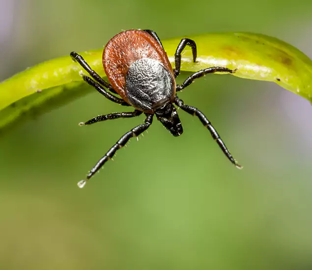 Your Trusted Tick Pest Control in Acworth, GA