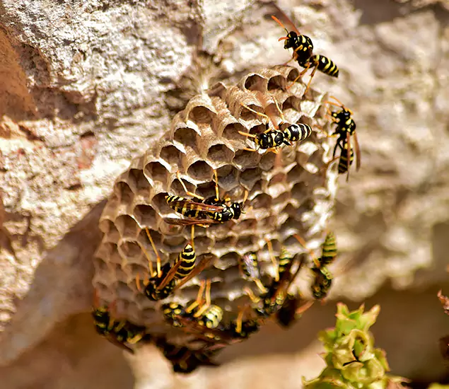 Your Best Wasp Removal Company in Acworth, GA