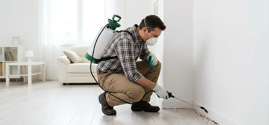 Seasonal Ant Infestation Control in Acworth
