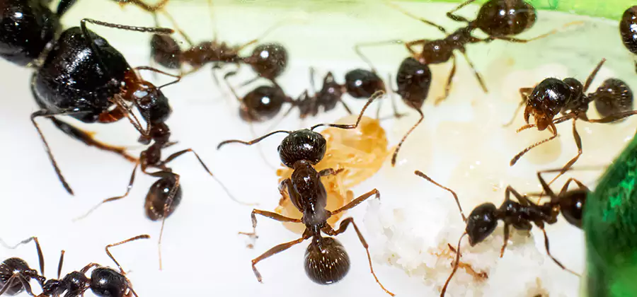 Argentine Ant Barrier Treatment in Acworth