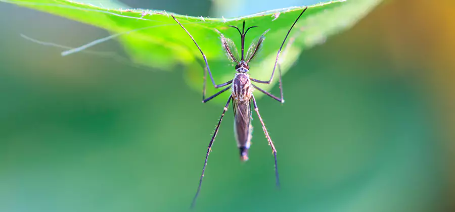 Natural Mosquito Spray for Yard in Acworth