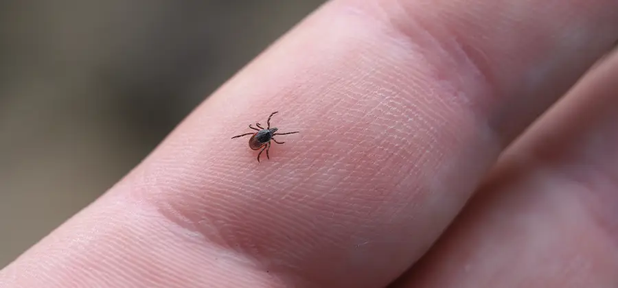 Infection Prevention for Bed Bug Bites in Acworth