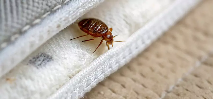 Tenting Bed Bug Fumigation in Acworth