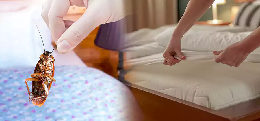 Bed Bug Home Extermination Service in Acworth