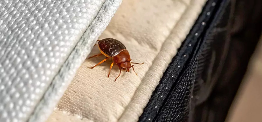Commercial Bed Bug Control in Acworth