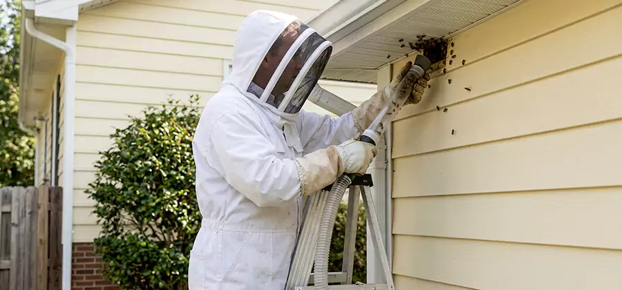 Ground Bee Removal in Acworth