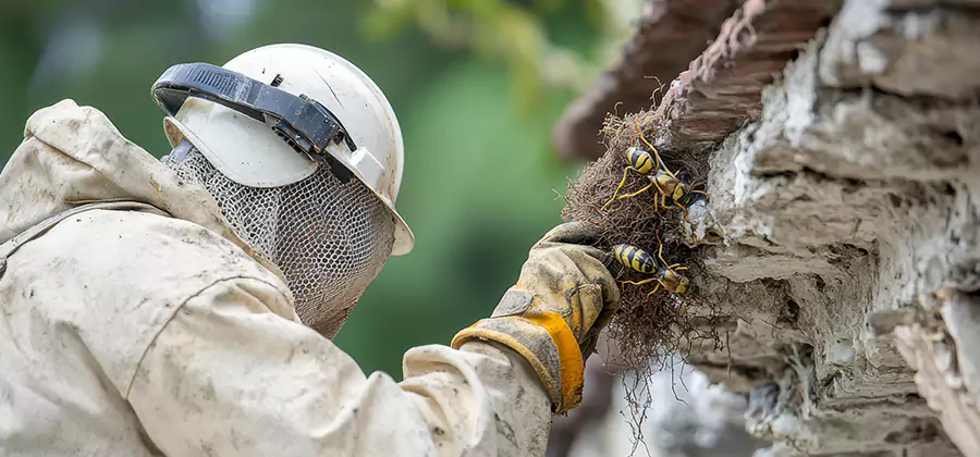 Bee and Wasp Hornet Removal in Acworth