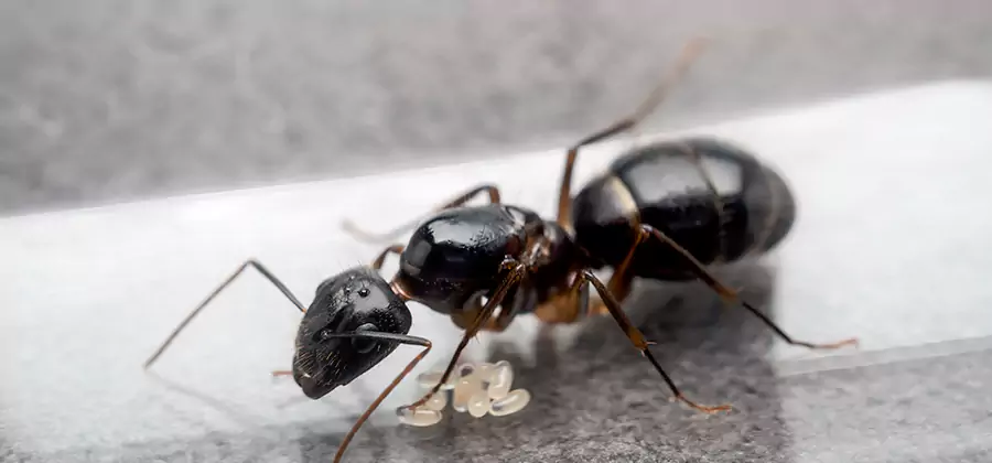 Black Ants in Kitchen Elimination in Acworth
