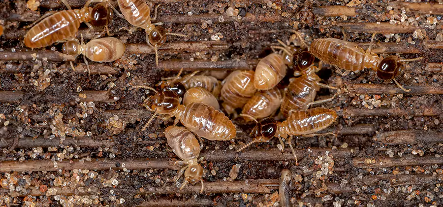 Bora Care Residential Termite Control in Acworth