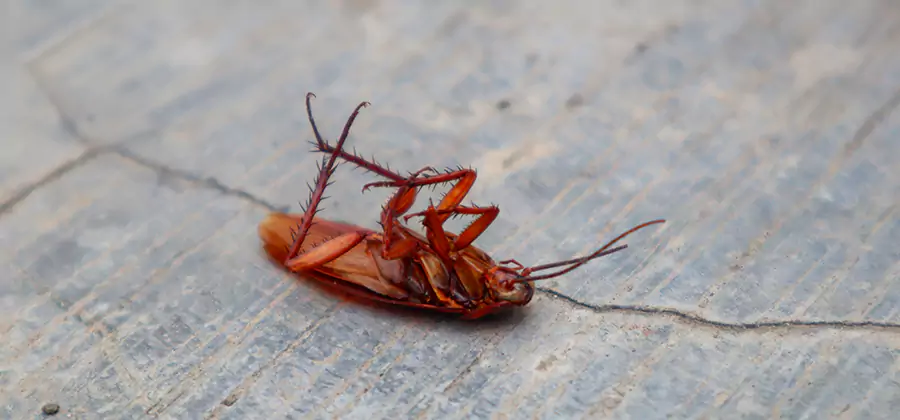 Cockroach Eradication for Commercial Properties in Acworth