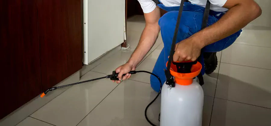 Palmetto Bug Exterminator in Acworth