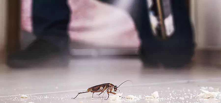 Roach House Treatment Acworth