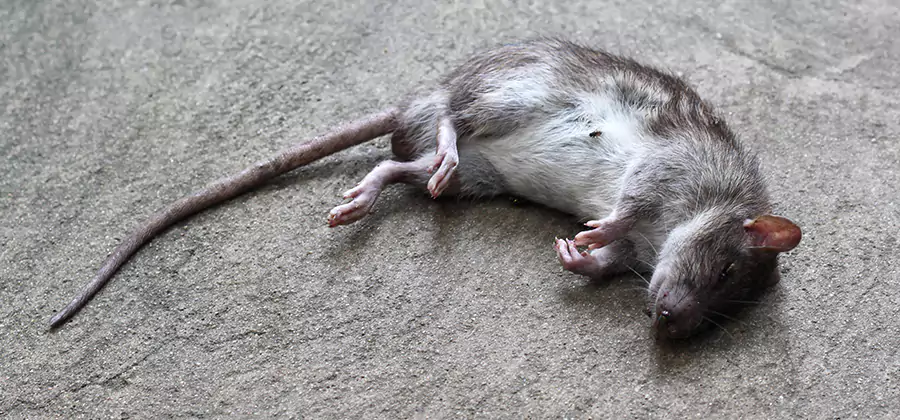 Dead Rat Disposal in Acworth
