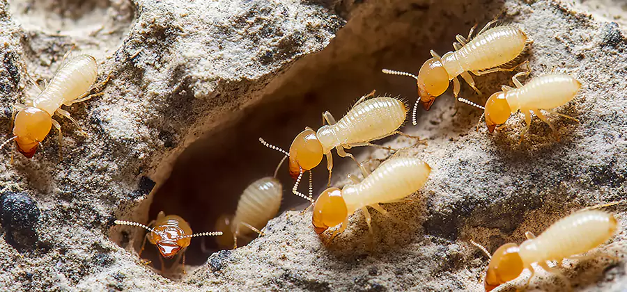 Termite Exterminator Services in Acworth