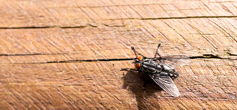 Flying Ant Barrier Treatment in Acworth