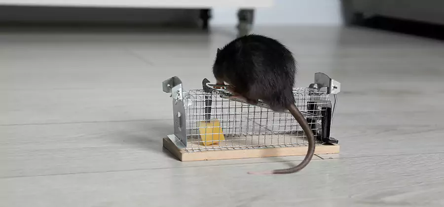 Mice in Attic Removal Acworth