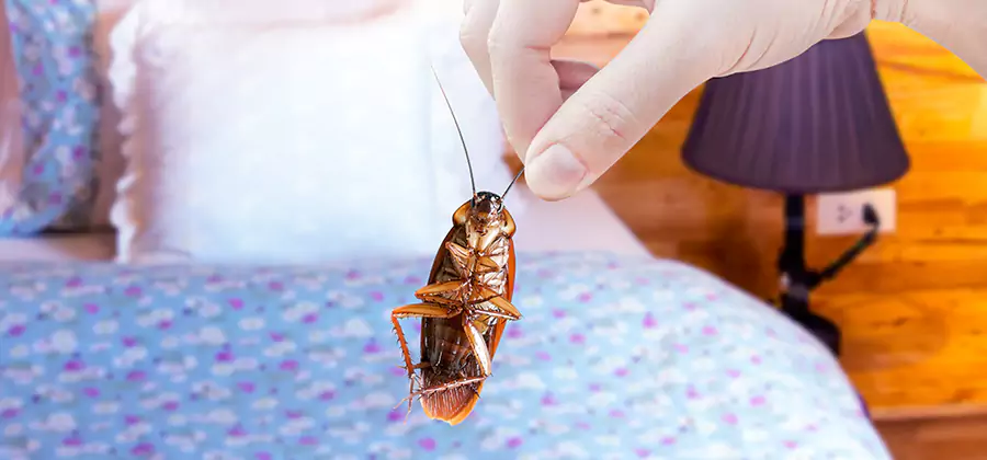 Fast Roach Elimination in Acworth