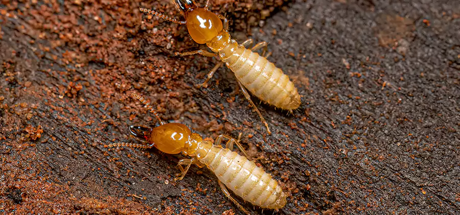 Structural Heat Termite Treatment in Acworth
