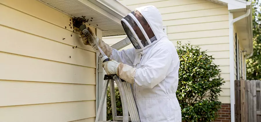 Wasp Nest in Wall Removal in Acworth