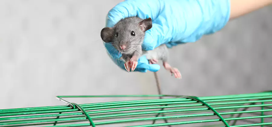 Humane Rat Trapping in Acworth