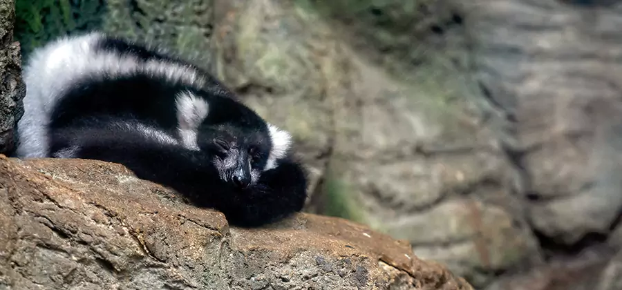 Humane Skunk Removal in Acworth