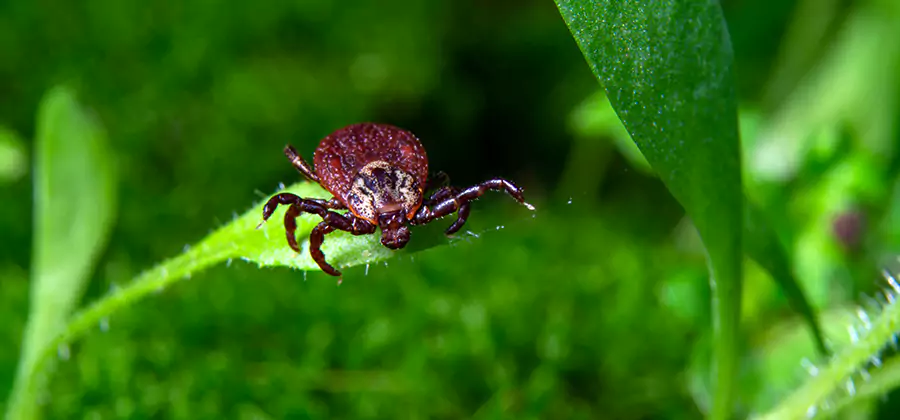 Tick Prevention for Yard in Acworth