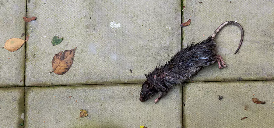 Mice in the Attic Removal in Acworth