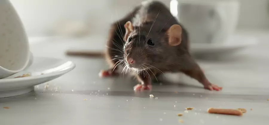 Rodent Feces Removal in Acworth