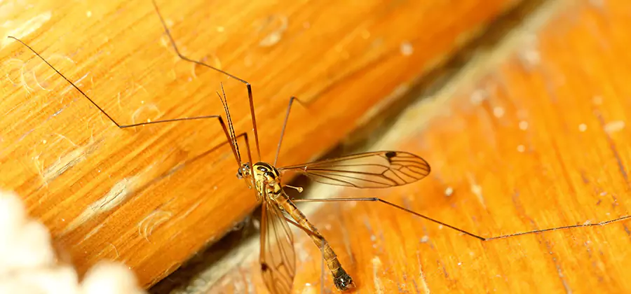 Exterior Mosquito Control in Acworth