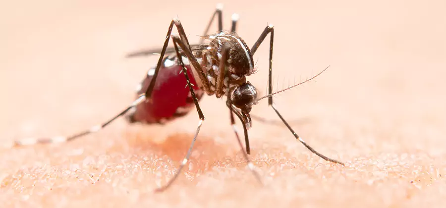 Indoor Mosquito Killer and Interior Control in Acworth