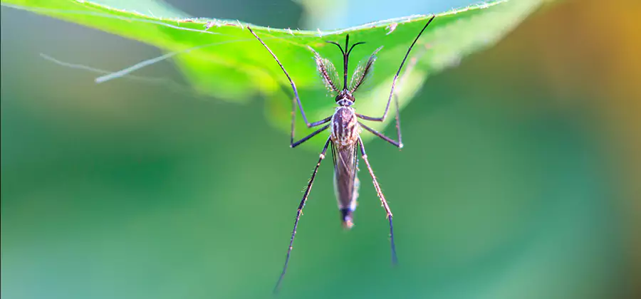 Pest and Mosquito Control for Yard and Patio in Acworth