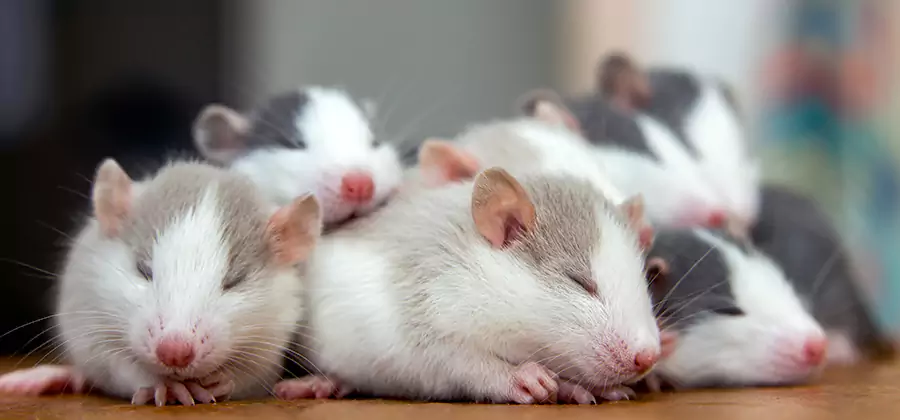 Acworth Pet Safe Mice Control