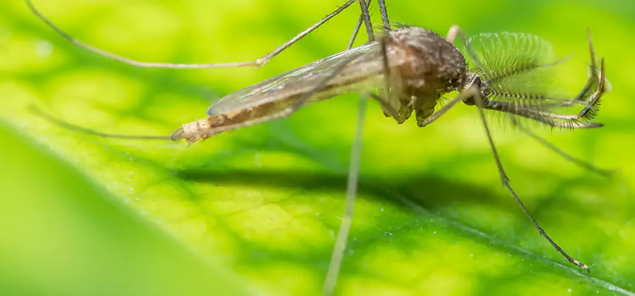 Herbal Mosquito Repellent Treatment in Acworth