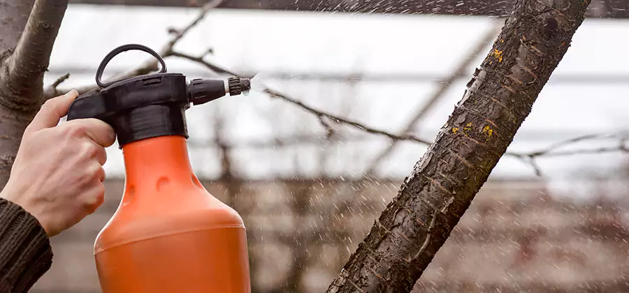 Orange Oil Structural Cavity Treatment in Acworth