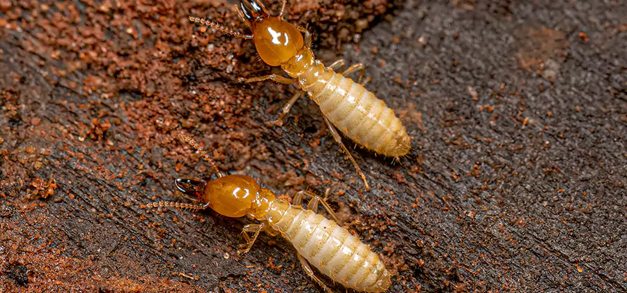 Natural Ant Hill Killer Treatment in Acworth