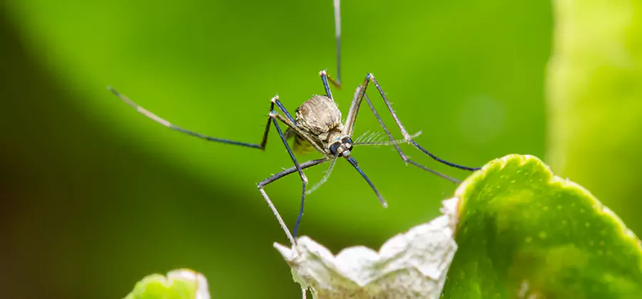 Natural Outdoor Mosquito Repellent in Acworth
